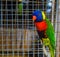 Colourful parrot inside the cage in Bali Indonesia