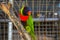 Colourful parrot inside the cage in Bali Indonesia