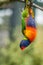 Colourful Parrot Rainbow Lorikeet in zoo