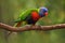 Colourful parrot Rainbow, Lorikeets Trichoglossus haematodus, sitting on the branch, animal in the nature habitat, Australia. Blue