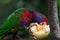 Colourful parrot with strong talons eating fruits