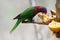 Colourful parrot with strong talons eating fruits
