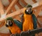 Colourful Parrots