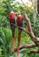 Colourful parrots bird sitting