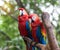 Colourful parrots bird sitting