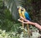 Colourful parrots bird sitting