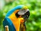 Colourful parrots bird sitting on the perch