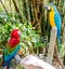 Colourful Parrots staring at each other