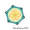 Colourful Parvovirus b19 particle structure