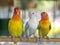 Colourful pastel tone color lovebirds little cute young parrots