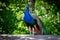 Colourful Peacock at the Assiniboine Park Zoo, Winnipeg, Manitoba, Canada