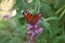 Colourful Peacock butterfly.