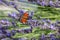 Colourful peacock butterfly sucks the nectar of a lavender blossom