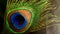 Colourful peacock feather with black background image.