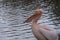 Colourful pelican by the lake in St James`s Park, London UK.