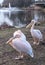 Colourful pelicans by the lake in St James`s Park, London UK.