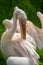 Colourful pelicans with long beaks preen themselves beside a lake. Grass in the background.