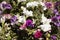 Colourful petunia flowers on a background of green grass