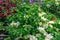 Colourful petunia flowers on street market for sale