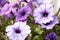 Colourful petunia Petunia hybrida flowers Flowerbed with multicoloured petunias