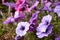 Colourful petunia Petunia hybrida flowers Flowerbed with multicoloured petunias