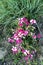 Colourful Phlox in the Garden