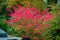 Colourful picture of a winged burning-bush euonymus alatus in autumn