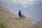 Colourful pidgeon on pond shore