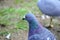 Colourful pidgeon on pond shore close up