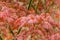 Colourful pink foliage