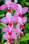 Colourful pink orkid flowers in peradeniya botanical garden
