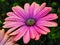 Colourful Pink Osteospermum Flowers Growing in Garden