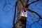 Colourful, pink patterned wooden birdhouses on a tree.