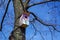 Colourful, pink patterned wooden birdhouses on a tree.