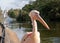 Colourful pink pelican with long beak, by the lake in St James\'s Park, London UK