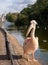 Colourful pink pelican with long beak, by the lake in St James\\\'s Park, London UK