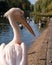 Colourful pink pelican with long beak, by the lake in St James\\\'s Park, London UK