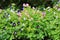 Colourful pink and purple Wishbone Torenia fournieri flowers blooming in the garden