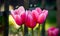 Colourful pink tulips beginning to bloom in spring garden