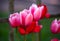 Colourful pink tulips beginning to bloom in spring garden