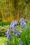 Colourful plants including blue irises grow around the lake at the John Lewis Longstock Park Water Garden, Hampshire UK