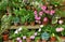 Colourful Plants in pots on staging Geraniums and Pelagoniums.