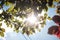 Colourful plum tree branches in the sunlight