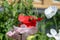 Colourful poppy flowers in a backyard in summer..