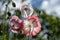 Colourful poppy flowers in a backyard in summer..