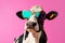 colourful portrait animal cute sunglasses cow face funny head character. Generative AI.