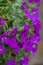 Colourful purple aubretia trailing plants growing on a wall in Pinner UK