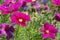 Colourful purple cosmea flower heads garden cosmos