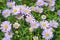 Colourful purple daisies background