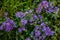 Colourful purple fall aster wildflowers
